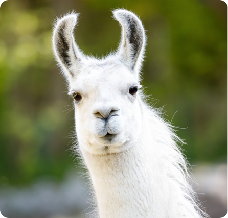 Llama with long neck, fluffy wool, and upright ears standing on rocky ground