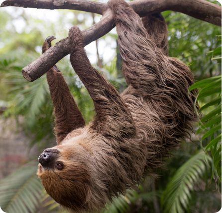 Sloth hanging from a tree branch with long limbs and shaggy brown fur