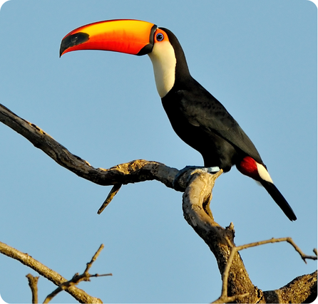 Toucan with a large colorful beak and black body perched on a branch