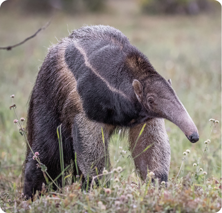 Anteater with a long narrow snout, bushy tail, and coarse fur