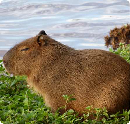 Capybara with a large rounded body, short legs, and brown fur near water
