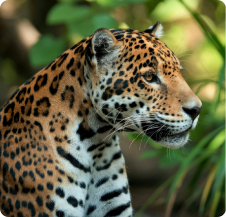 Jaguar with golden fur, black rosette spots, and muscular build in a jungle setting