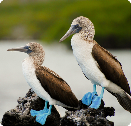 Galápagos Islands with rocky shores, blue water, and unique wildlife such as giant tortoises
