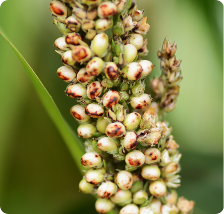 Quinua grains that are small, round, and light-colored