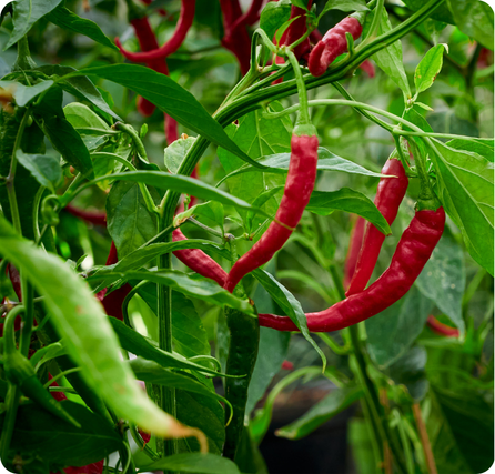 Pimientos rojos that are smooth, shiny, and bright red