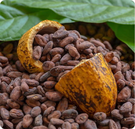 Cacao pods with rough colorful skin and white beans inside