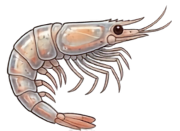 Antarctica Krill cartoon head shot