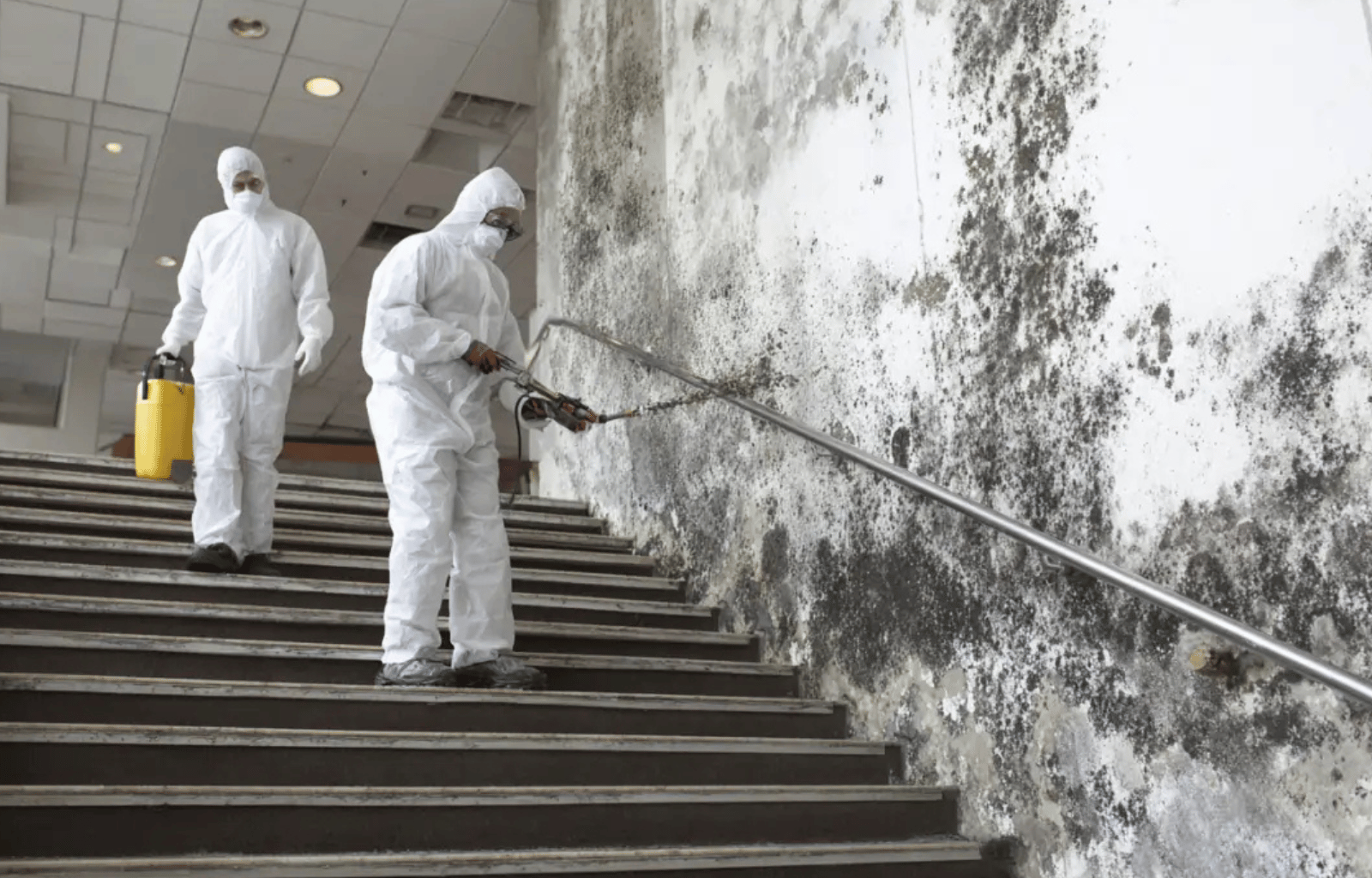 Commercial Mold Remediation in Mesa, AZ