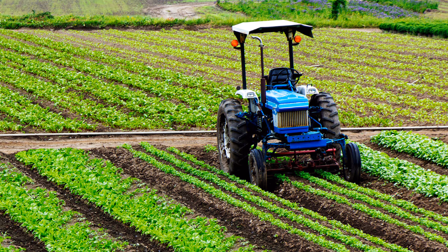 International Trade and The Global Food Value Chain