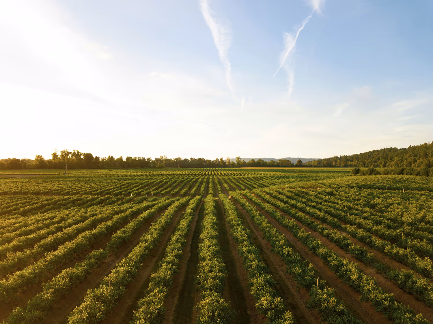 Fostering Opportunities for Cooperation on Sustainable Agriculture and Trade: So, How Do We Get There?