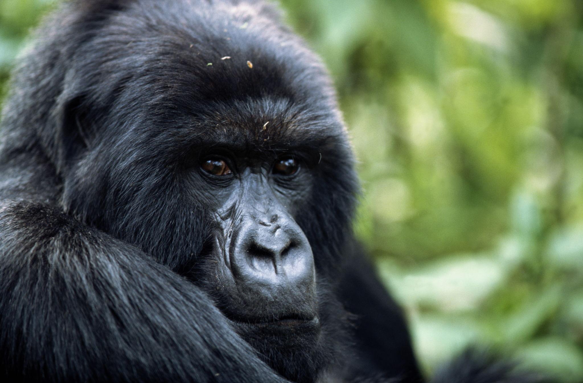 Off the Page close encounters with gorillas in Rwanda