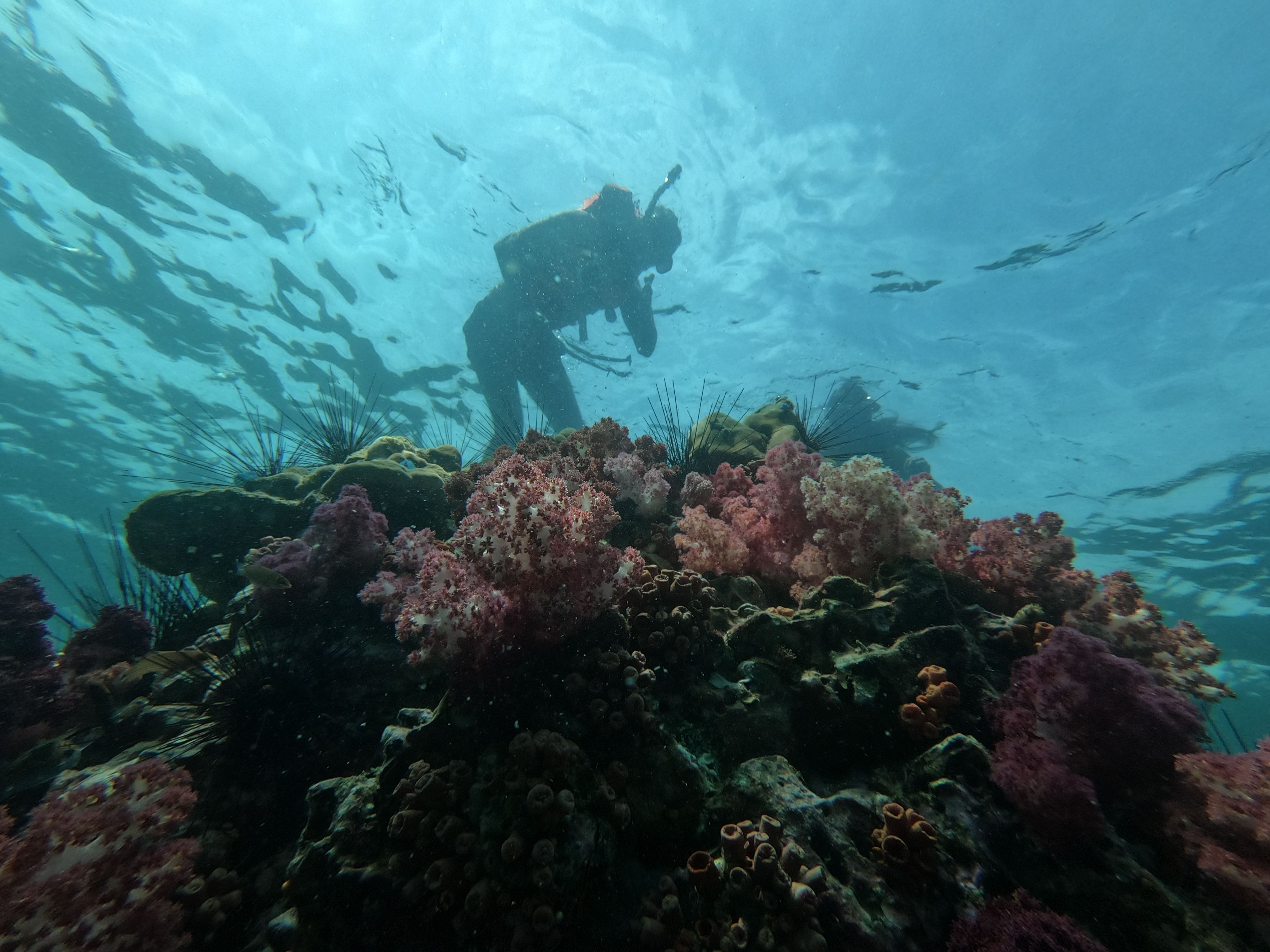 Off the Page Coral Reef Conservation