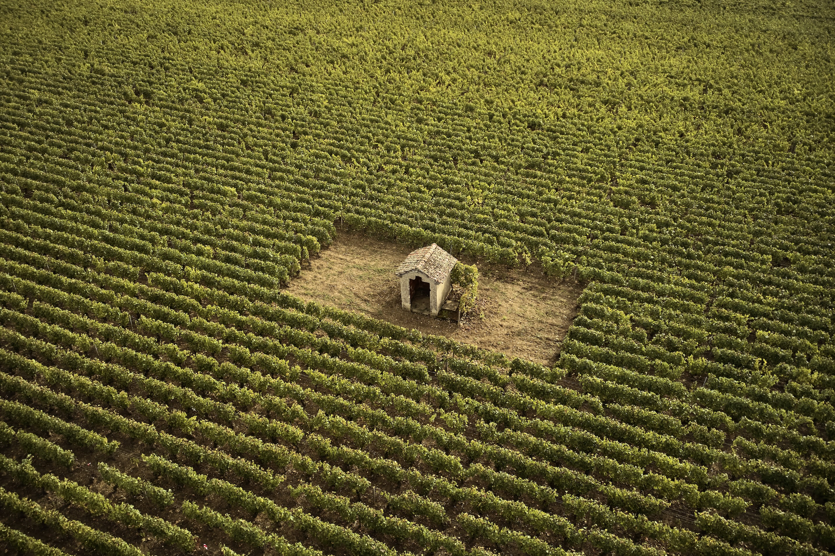 Sprawling vineyards in the Burgundy region of the French countryside