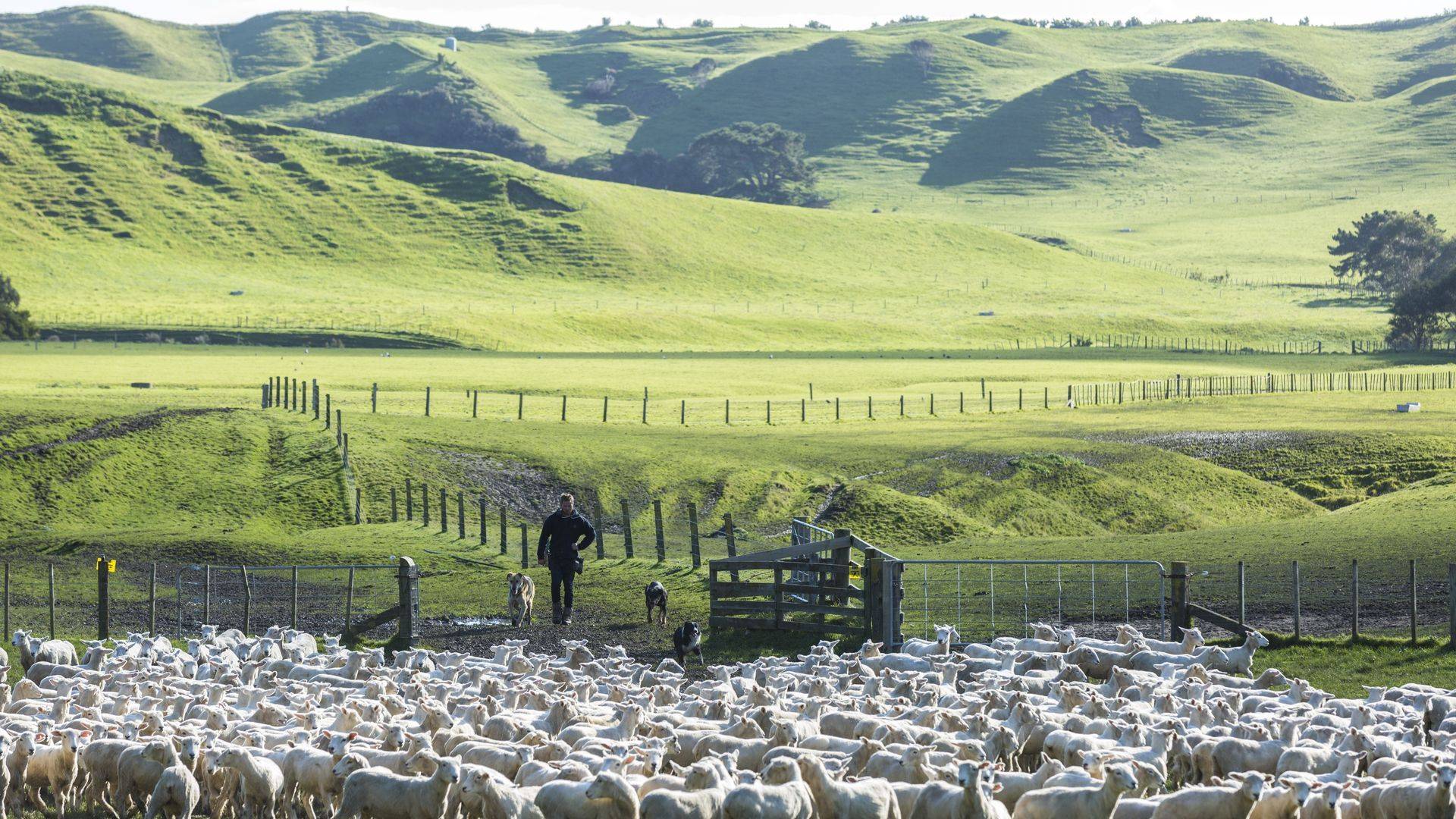 A lush green field surrounding by rolling hills and filled with sheep. New Zealand.