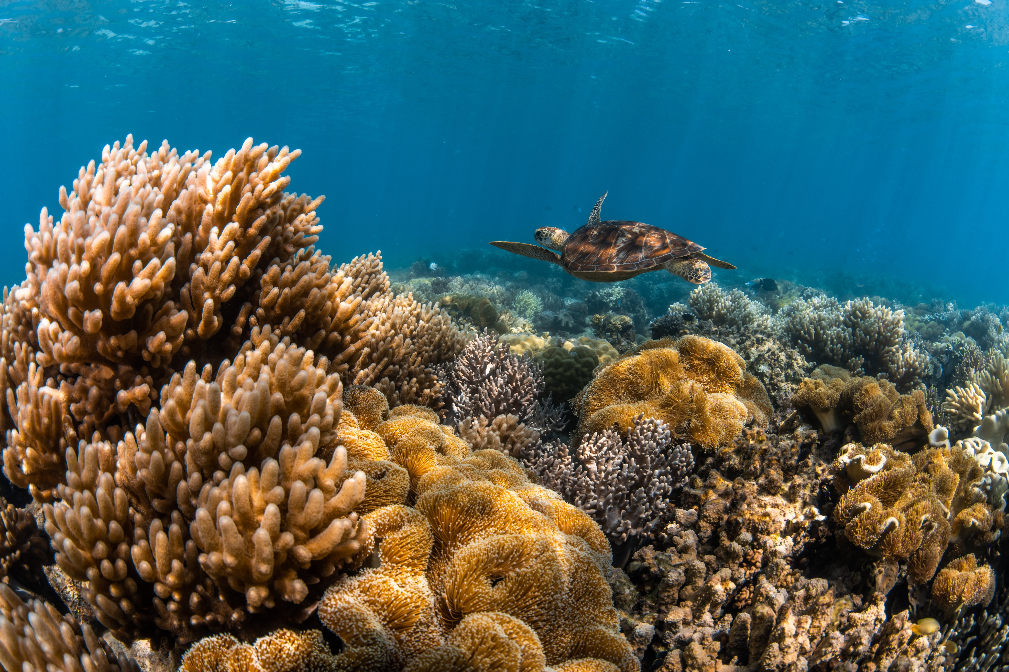 A colorful part of the Great Barrier Reef in Australia.