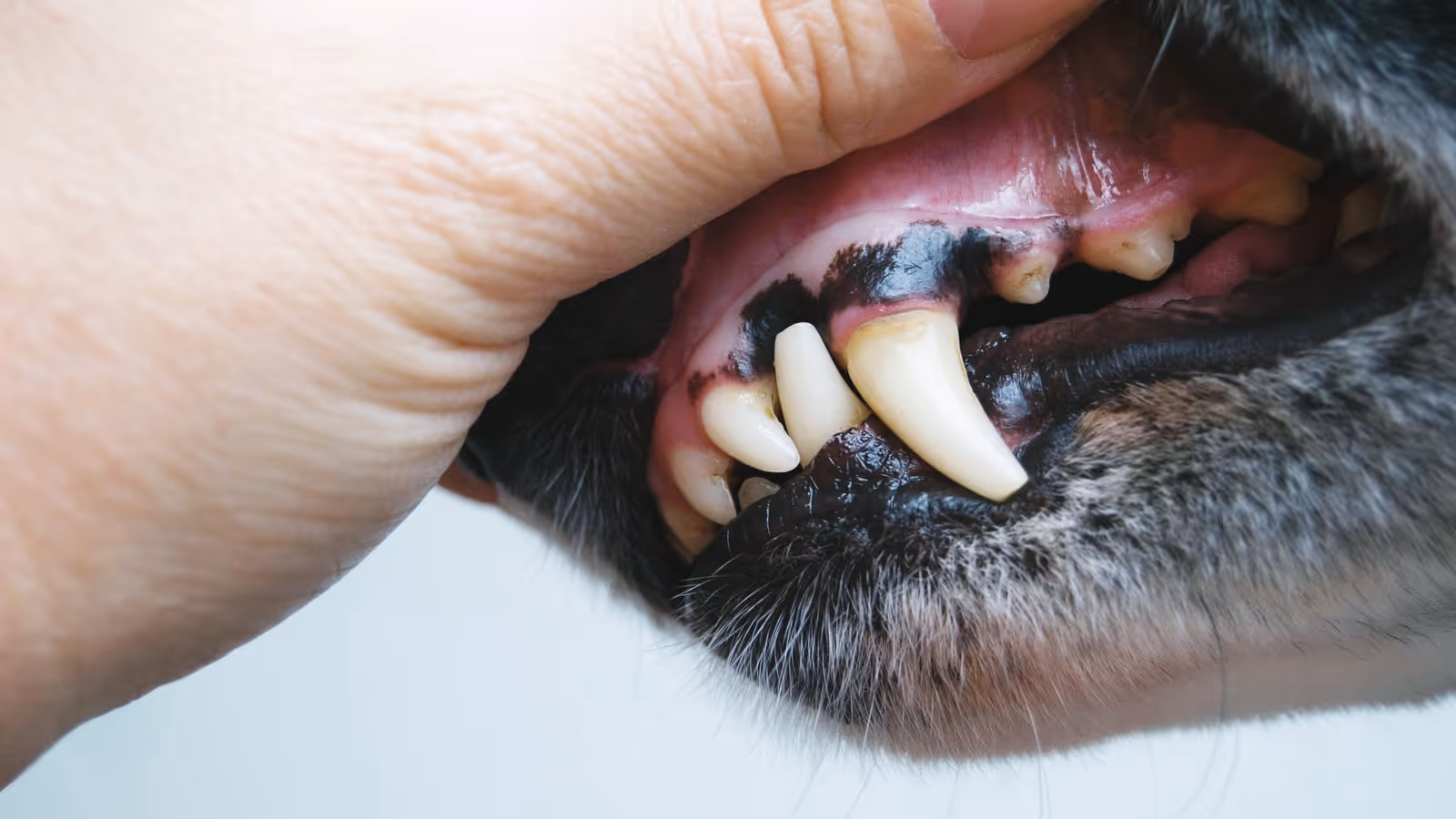 Close-up of a person lifting a dog's lip to reveal clean canine teeth and gums.