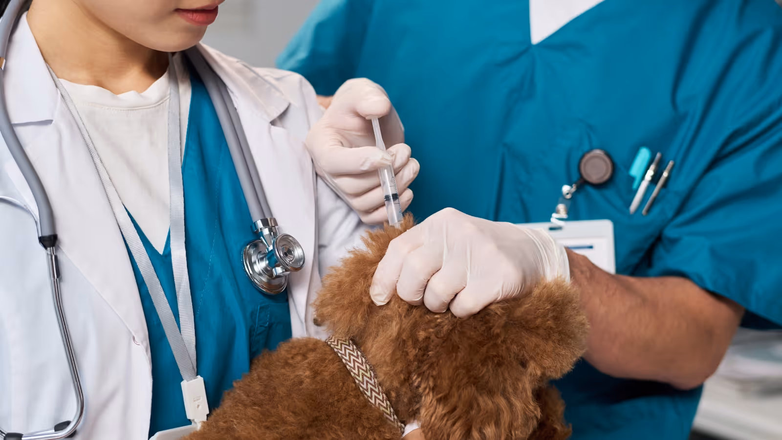 Veterinarian in scrubs and another in lab coat administering a vaccine to a small brown dog.