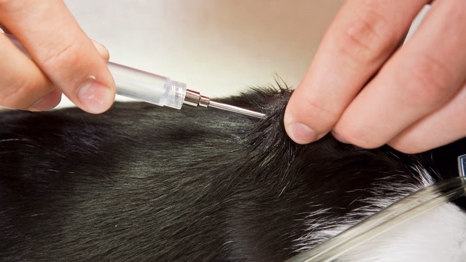 Close-up of a person inserting a microchip under the black fur of a cat.