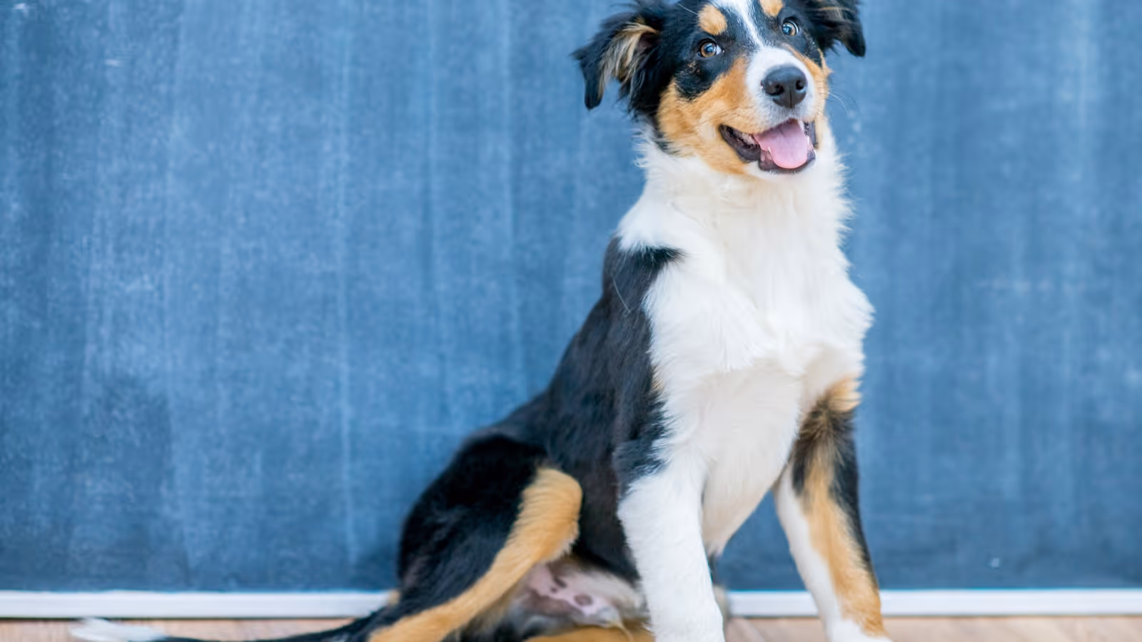 Happy tricolor Border Collie puppy sitting on a wooden floor against a blue textured wall.