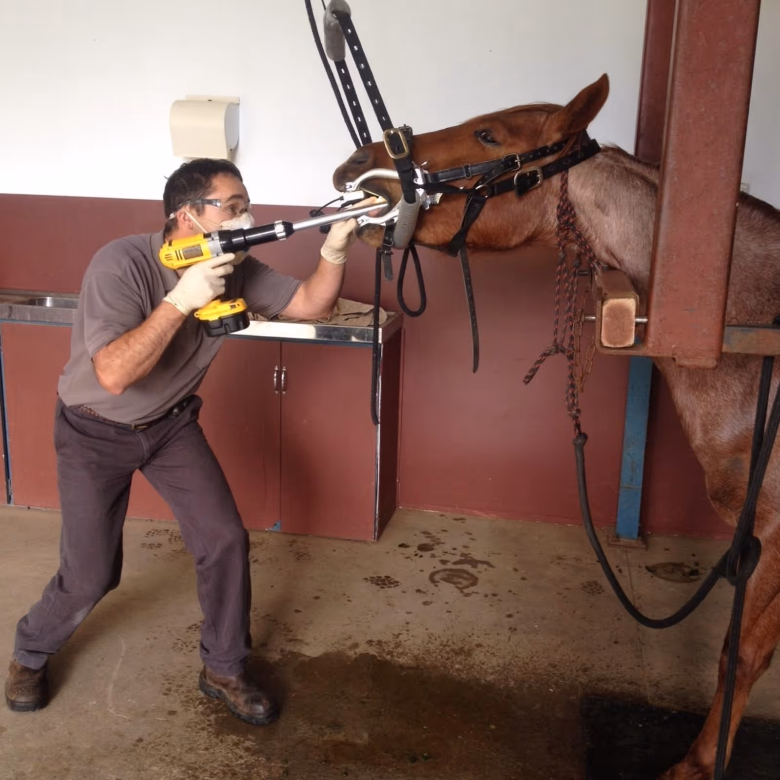 Veterinarian performing dental procedure on a horse using a dental drill with the horse secured in a head restraint.