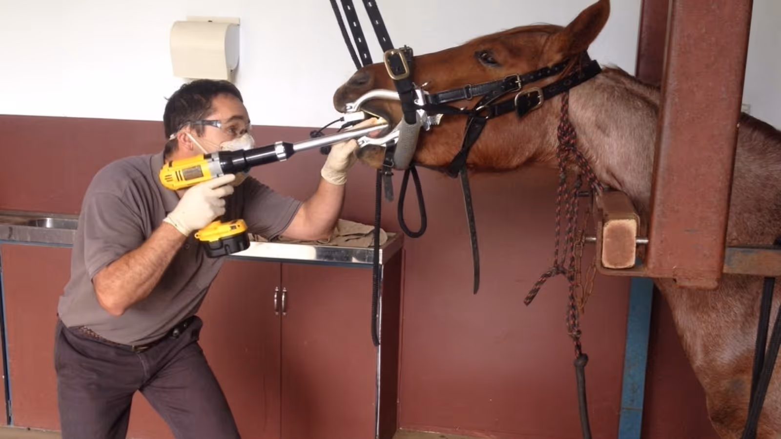 Veterinary professional wearing a mask and gloves using a dental tool on a horse restrained in a headstall.