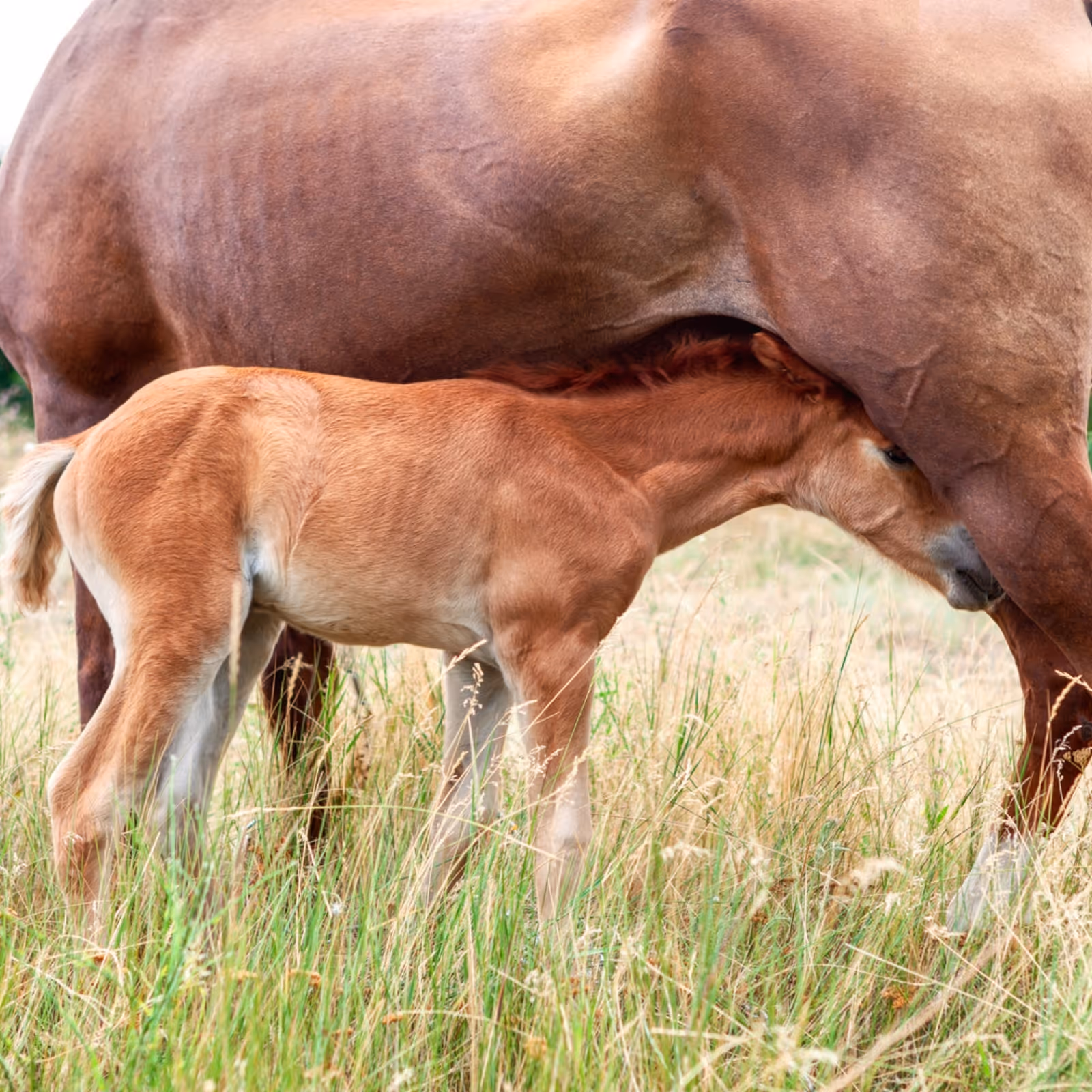 A foal nursing milk from its mother horse while standing in a grassy field.