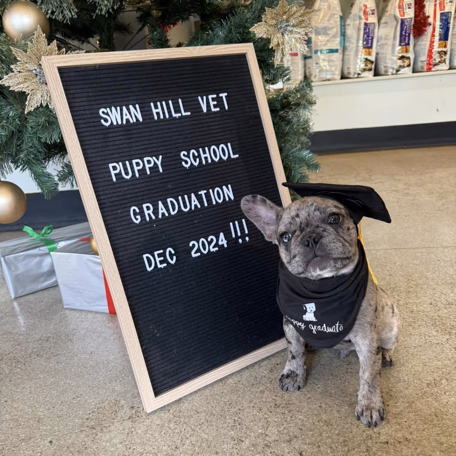 Brindle French bulldog puppy wearing a graduation cap and bandana sitting next to a sign reading 'Swan Hill Vet Puppy School Graduation Dec 2024' with a decorated Christmas tree and wrapped gifts in the background.