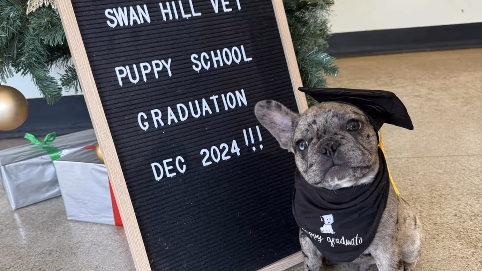 Brindle French Bulldog puppy wearing graduation cap and bandana sitting next to a sign reading 'Swan Hill Vet Puppy School Graduation Dec 2024'.