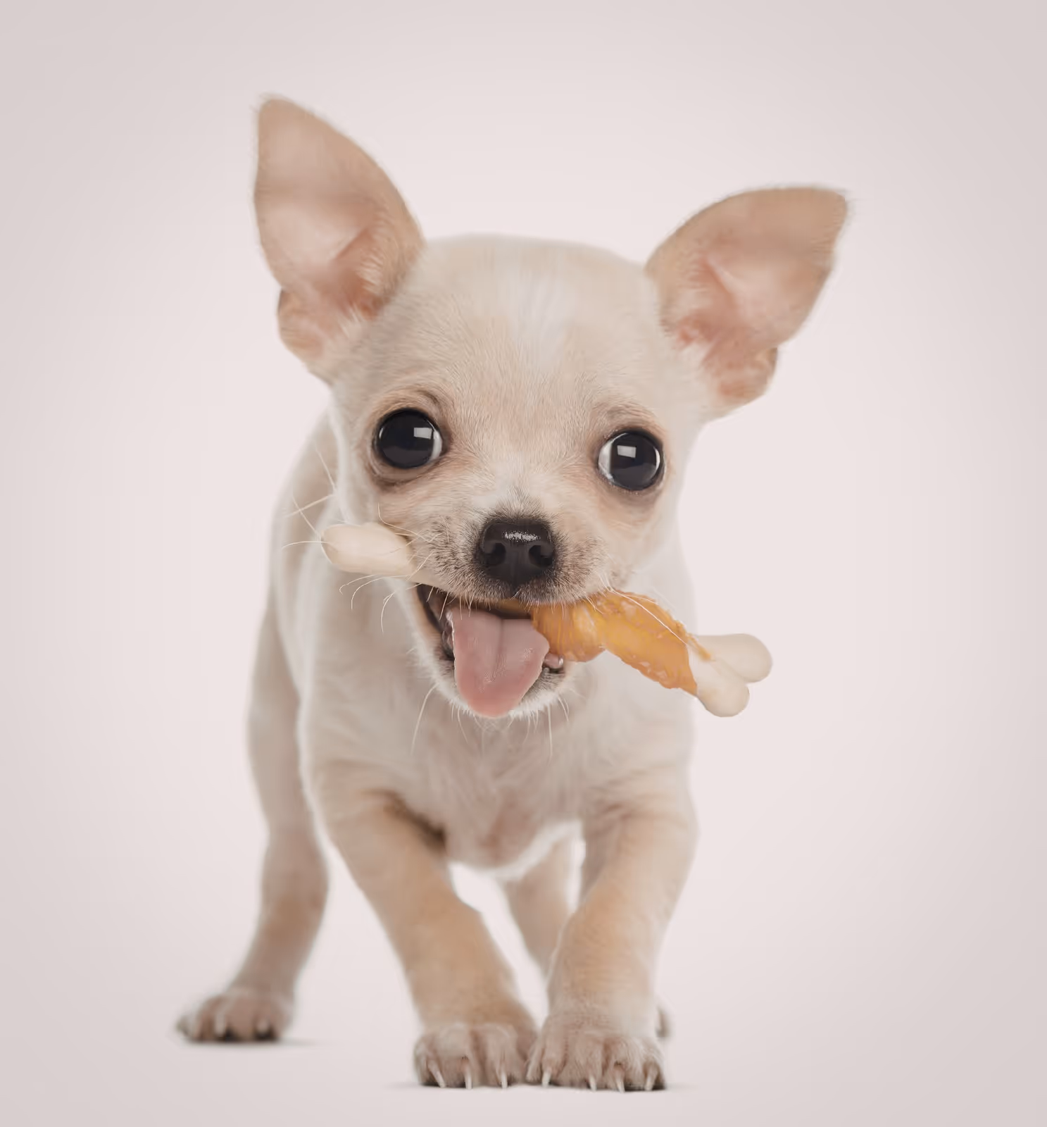 Small light-colored Chihuahua puppy holding a bone-shaped chew treat in its mouth with its tongue slightly out.