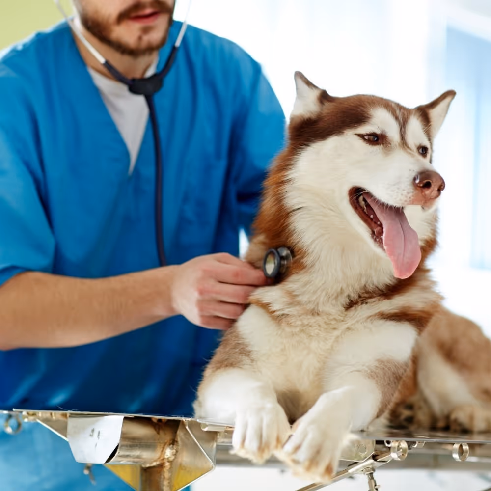 Veterinarian in blue scrubs examining a happy Siberian Husky with a stethoscope on a metal table.