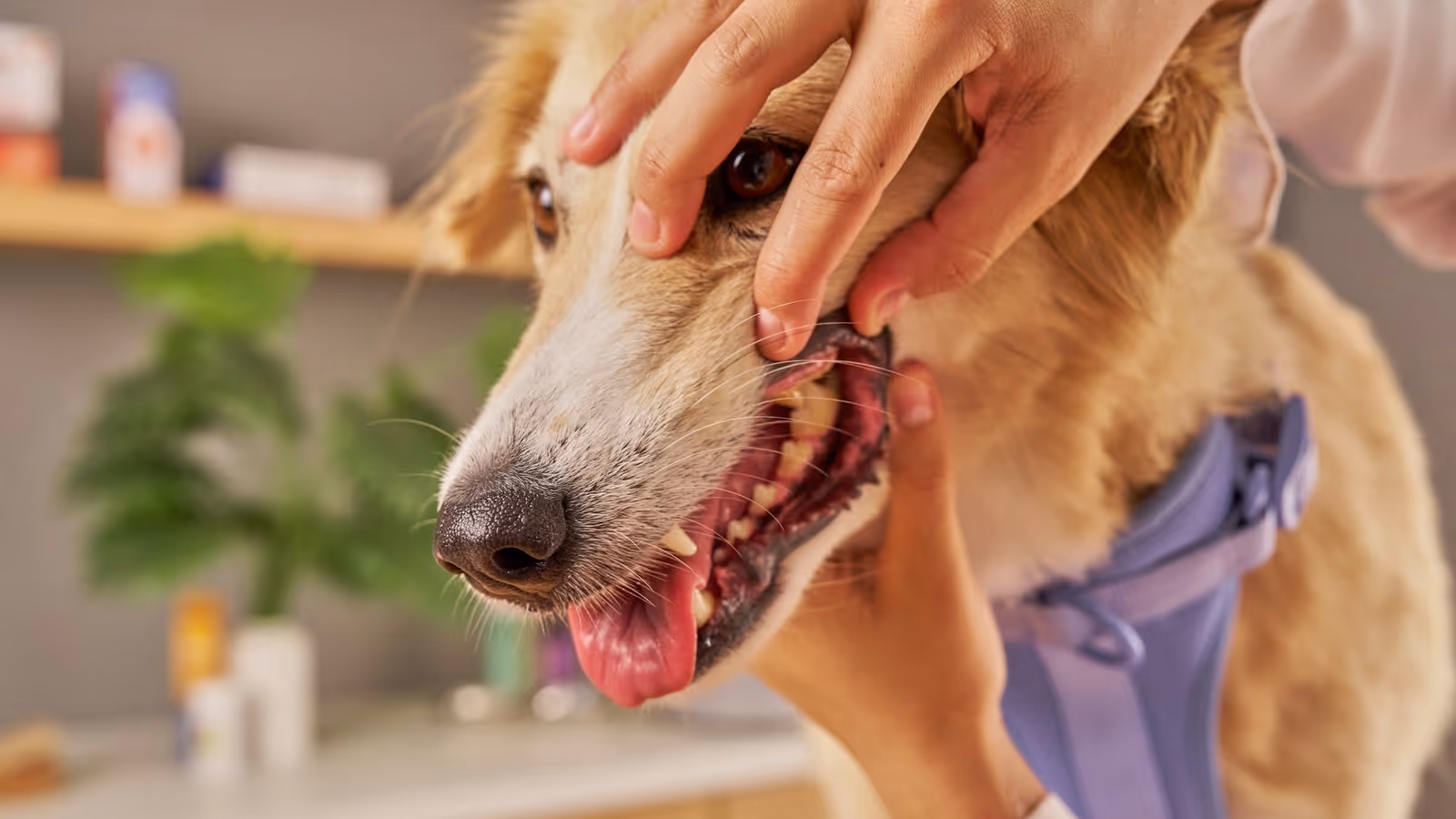 Close-up of a person examining the teeth of a happy golden dog with its tongue out.
