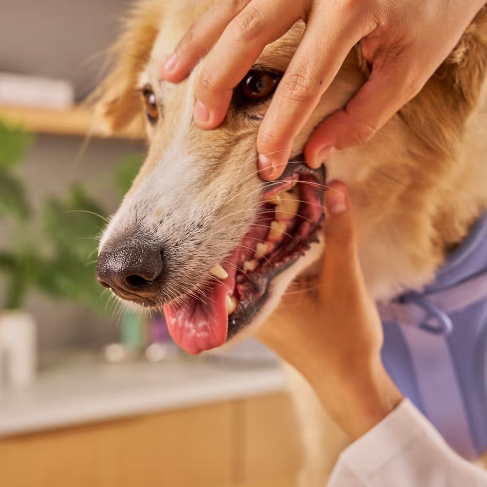 Close-up of a person examining the teeth of a happy golden dog with its tongue out.