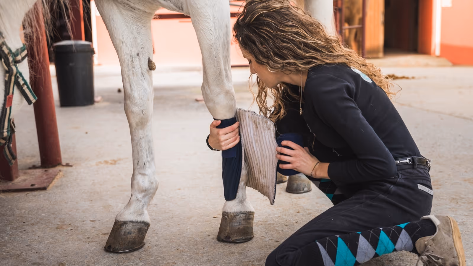 Person kneeling to put protective leg wraps on a white horse's front legs in a stable.