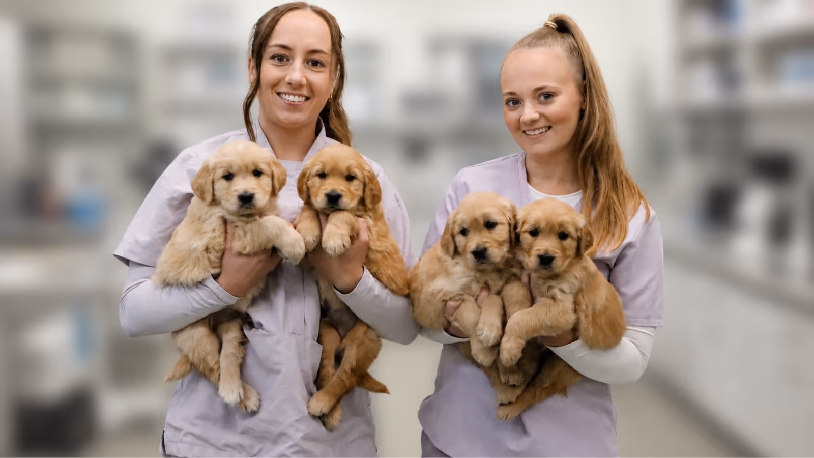 Two women in scrubs smiling and holding golden retriever puppies in a veterinary setting.