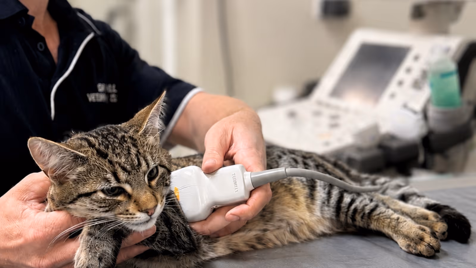 Veterinarian performing an ultrasound scan on a tabby cat lying on an examination table.