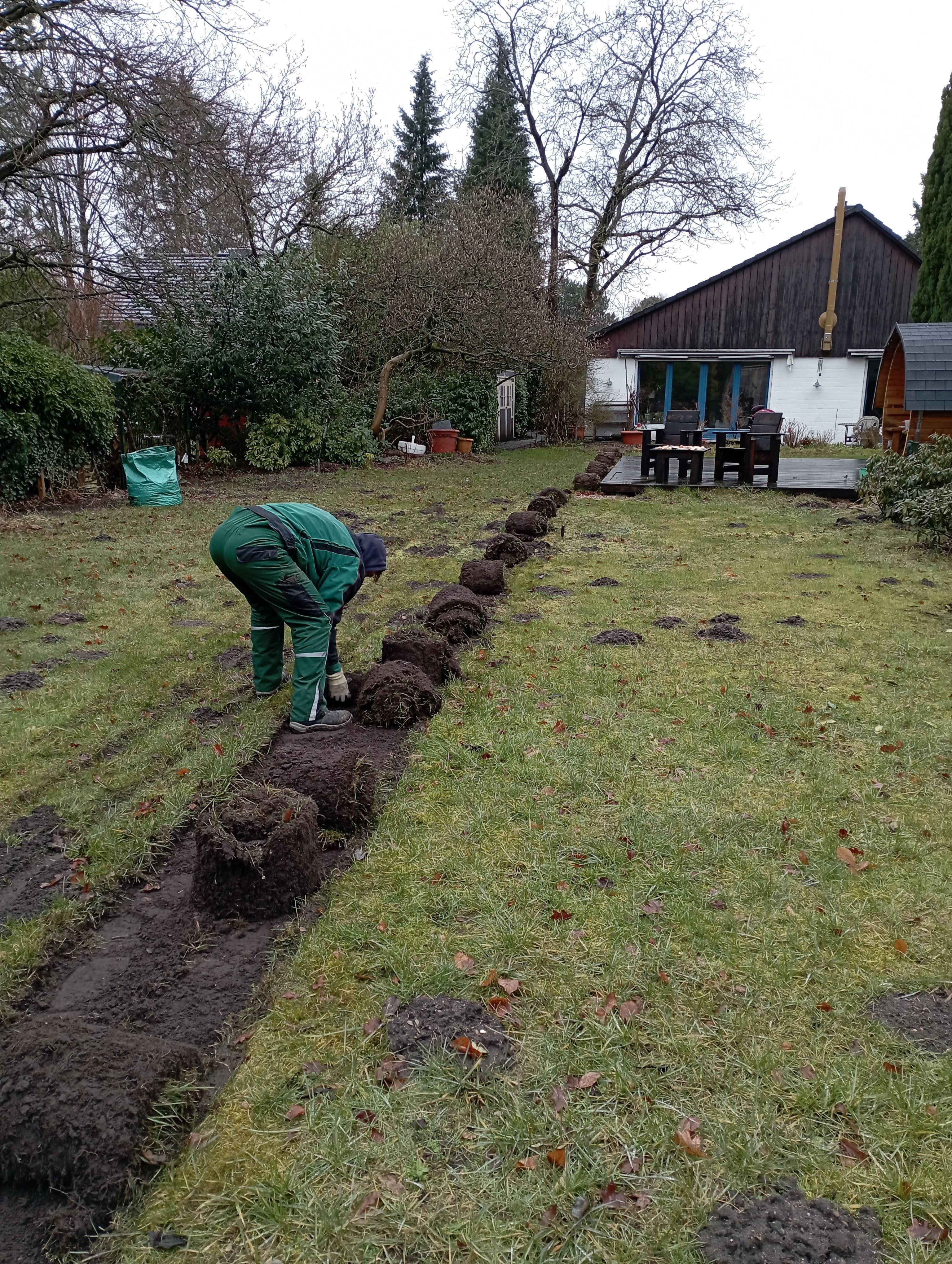 Gärtner in grüner Arbeitskleidung verlegt Rollrasen in einem Garten mit Wohnhaus und kahlen Bäumen im Hintergrund