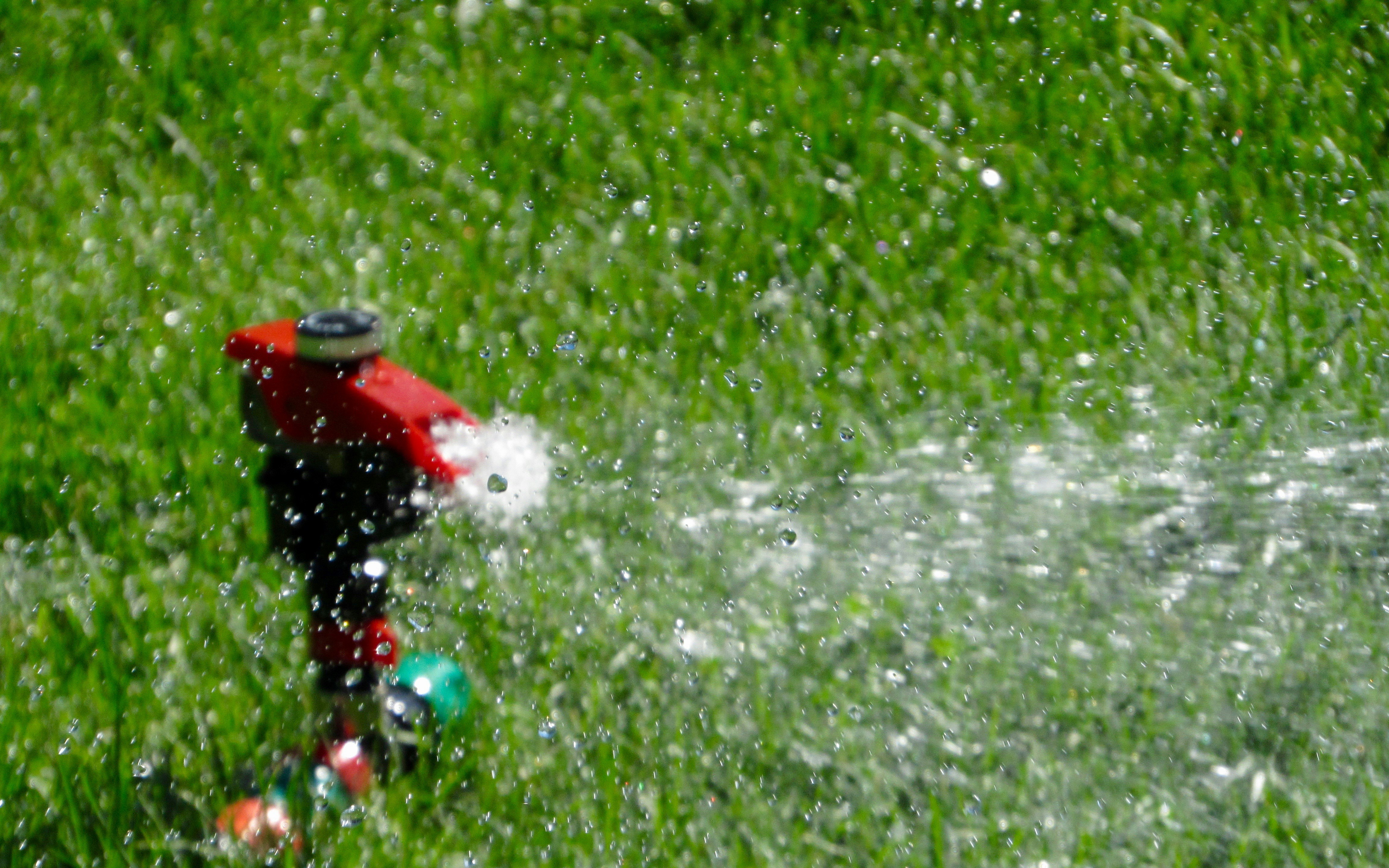 Roter Rasensprinkler versprüht Wasser auf einem grünen Rasen in Nahaufnahme