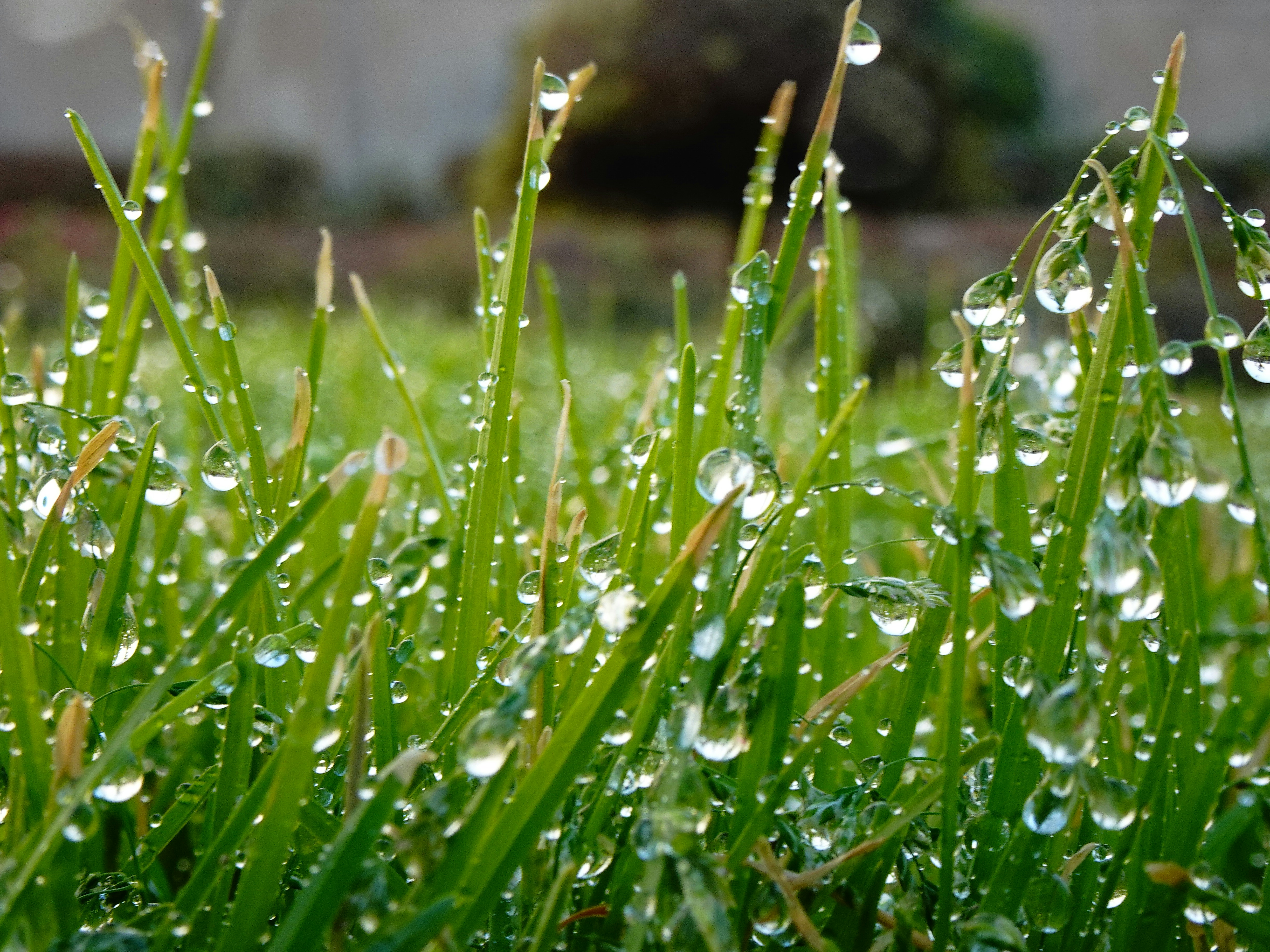 Wassertropfen auf Grashalmen in Makroaufnahme nach Regen oder Bewässerung