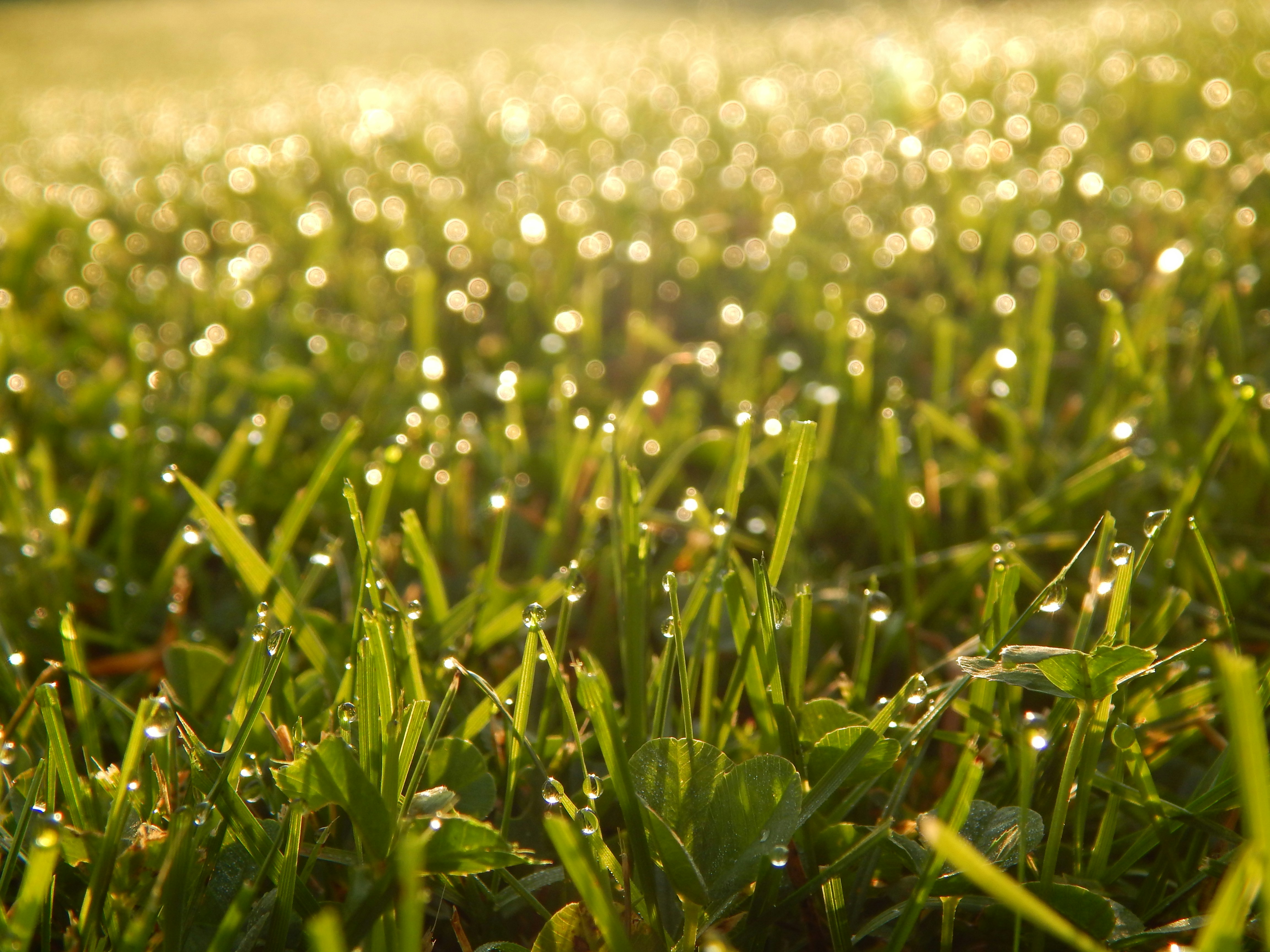 Taubedecktes Gras glitzert im warmen Morgenlicht auf der Wiese