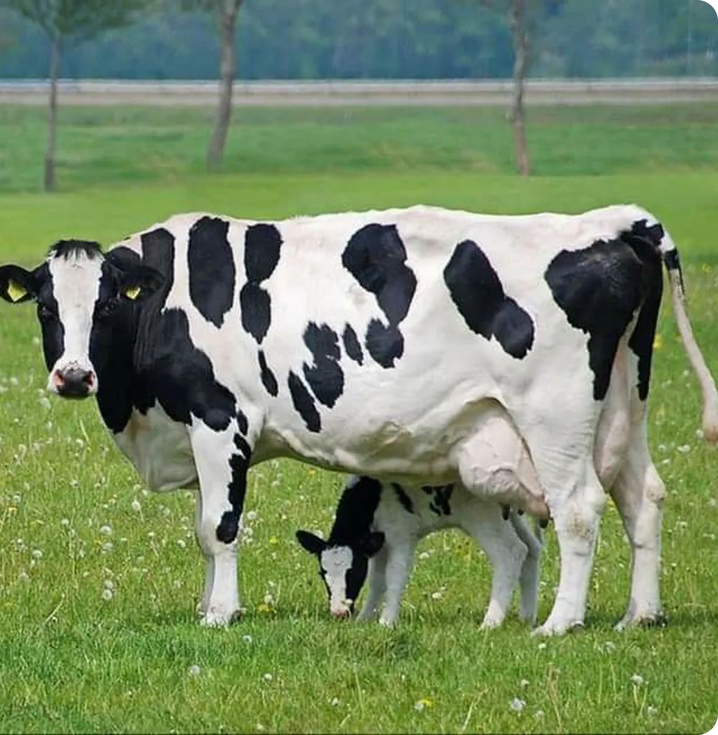 Black and white cow standing on grass with a calf nursing underneath.
