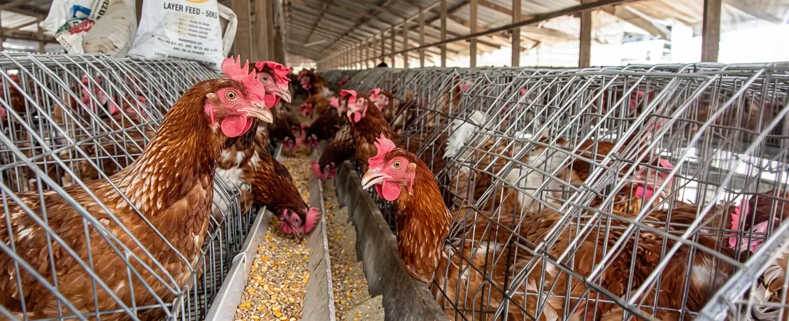 Brown chickens in metal cages eating feed inside a large poultry farm building.