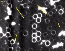 Microscopic view of blood with white circular cells and yellow arrows pointing at specific areas.