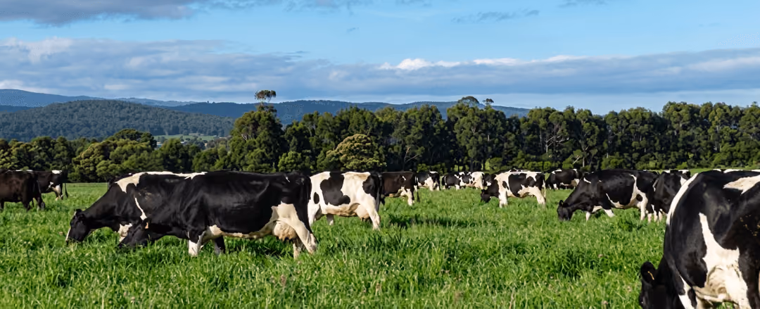 Herd of black-and-white dairy cows grazing in a green pasture
