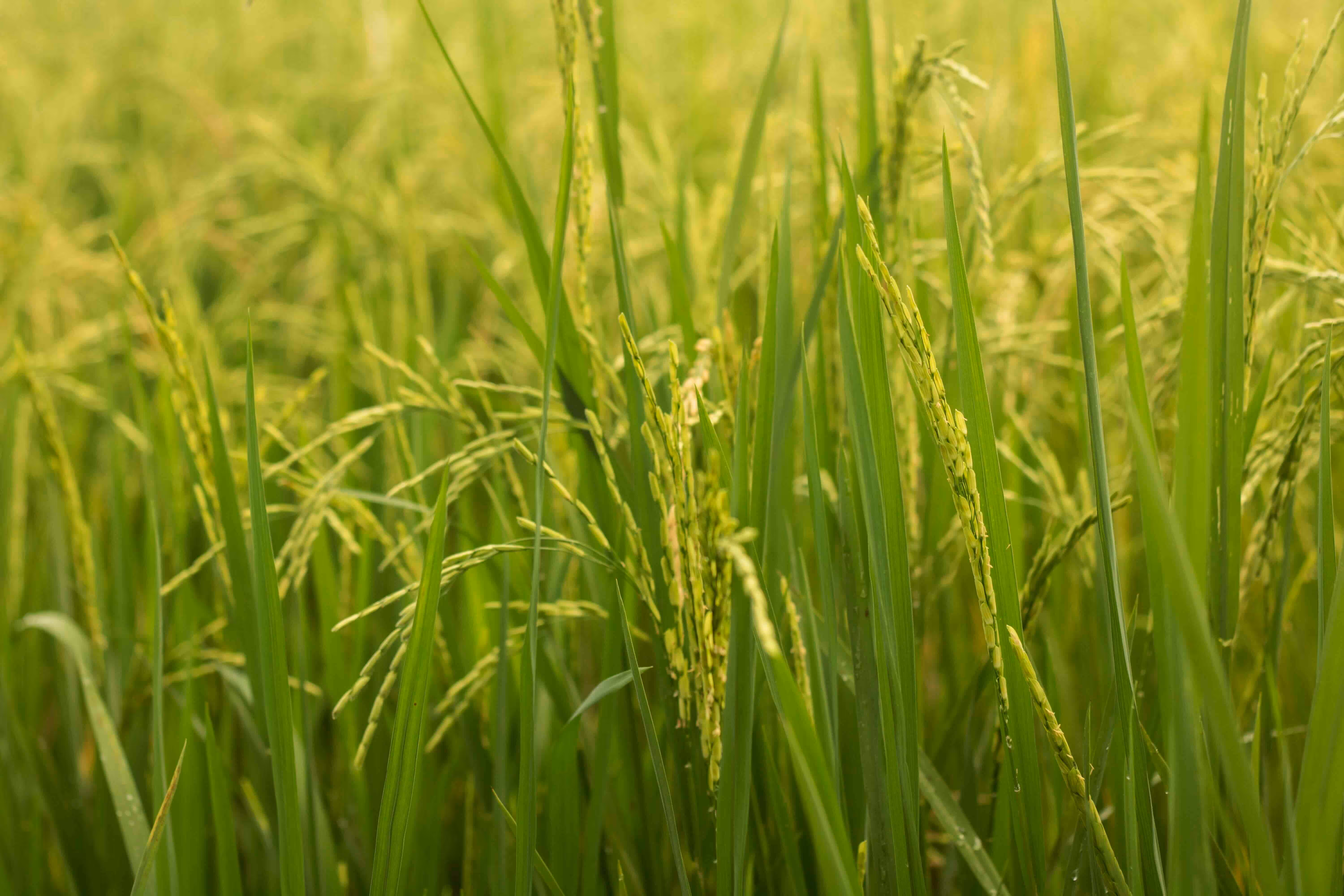rice paddy field