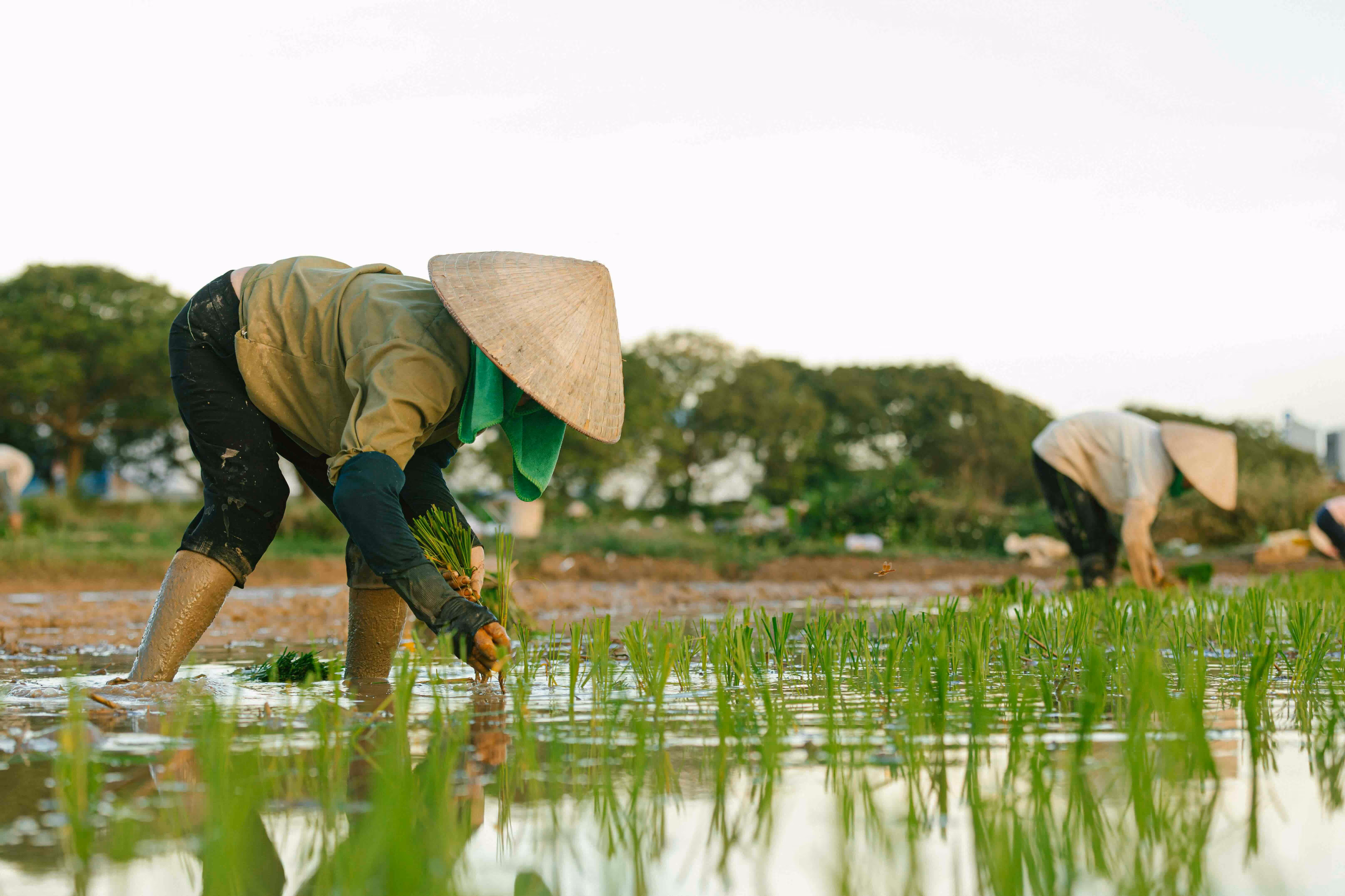 asian farmer paddy field