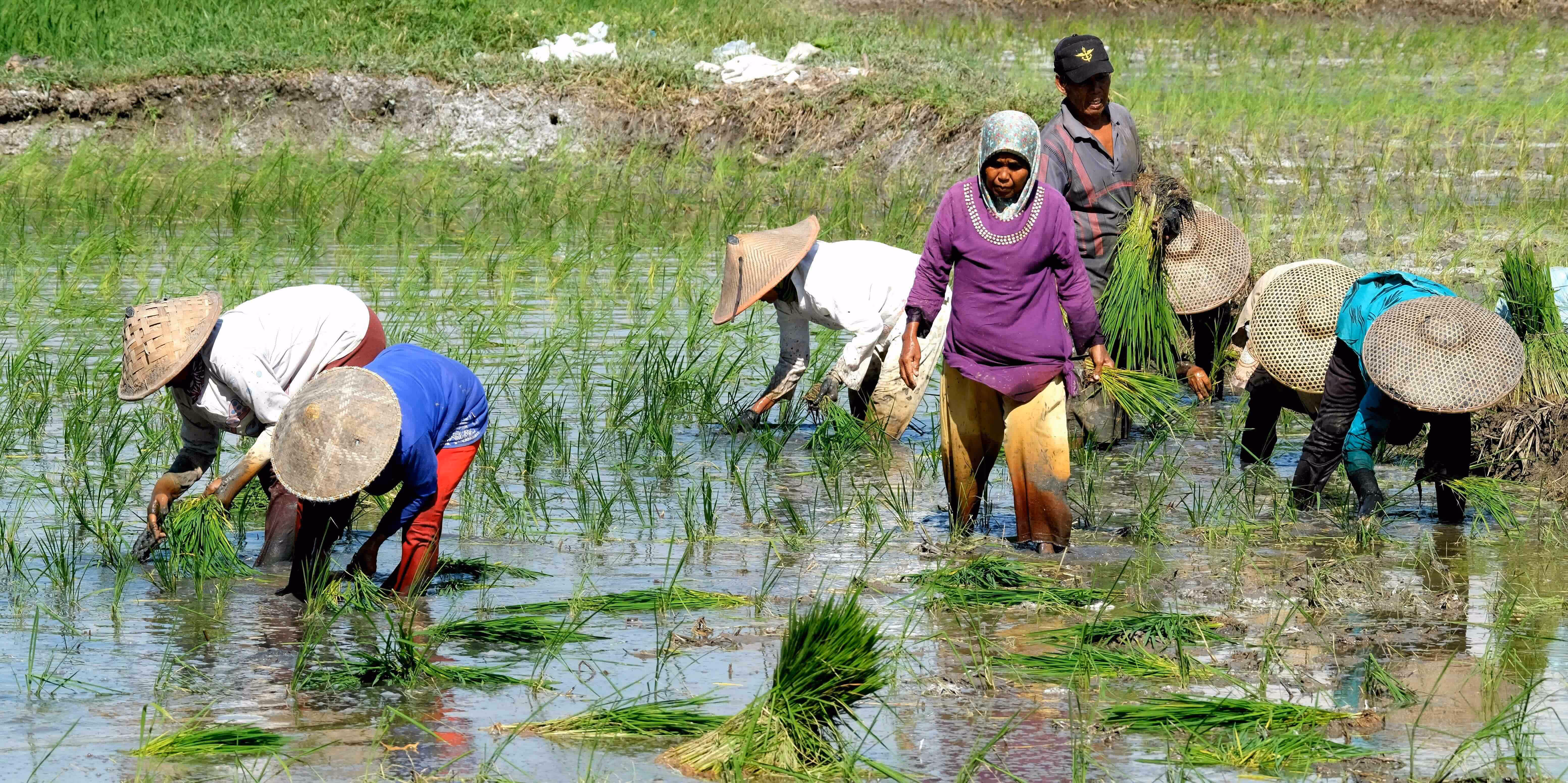 Farmers working in a flooded rice field planting young rice plants while wearing traditional hats and clothing.