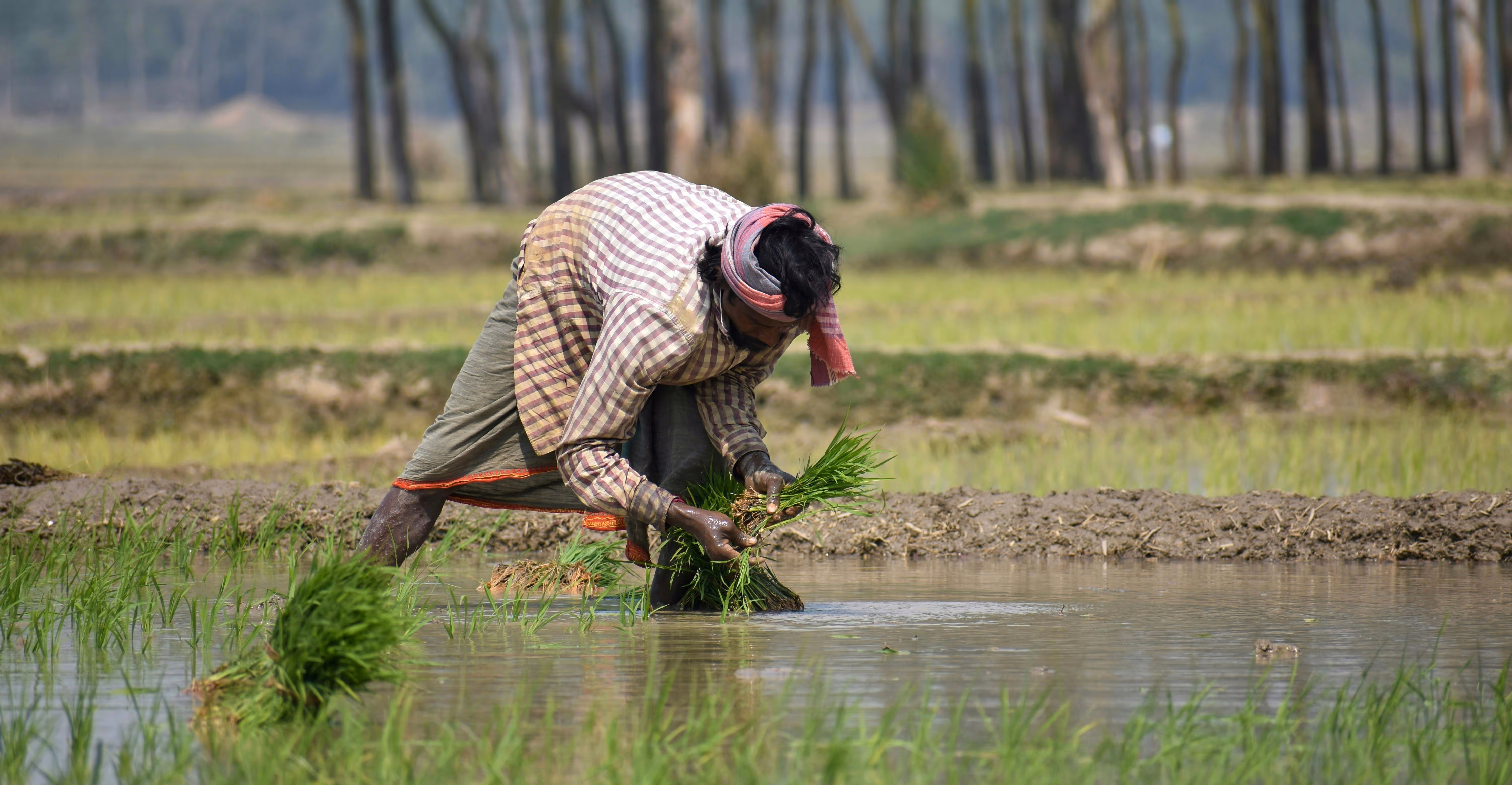 plucking rice leaves out the soil