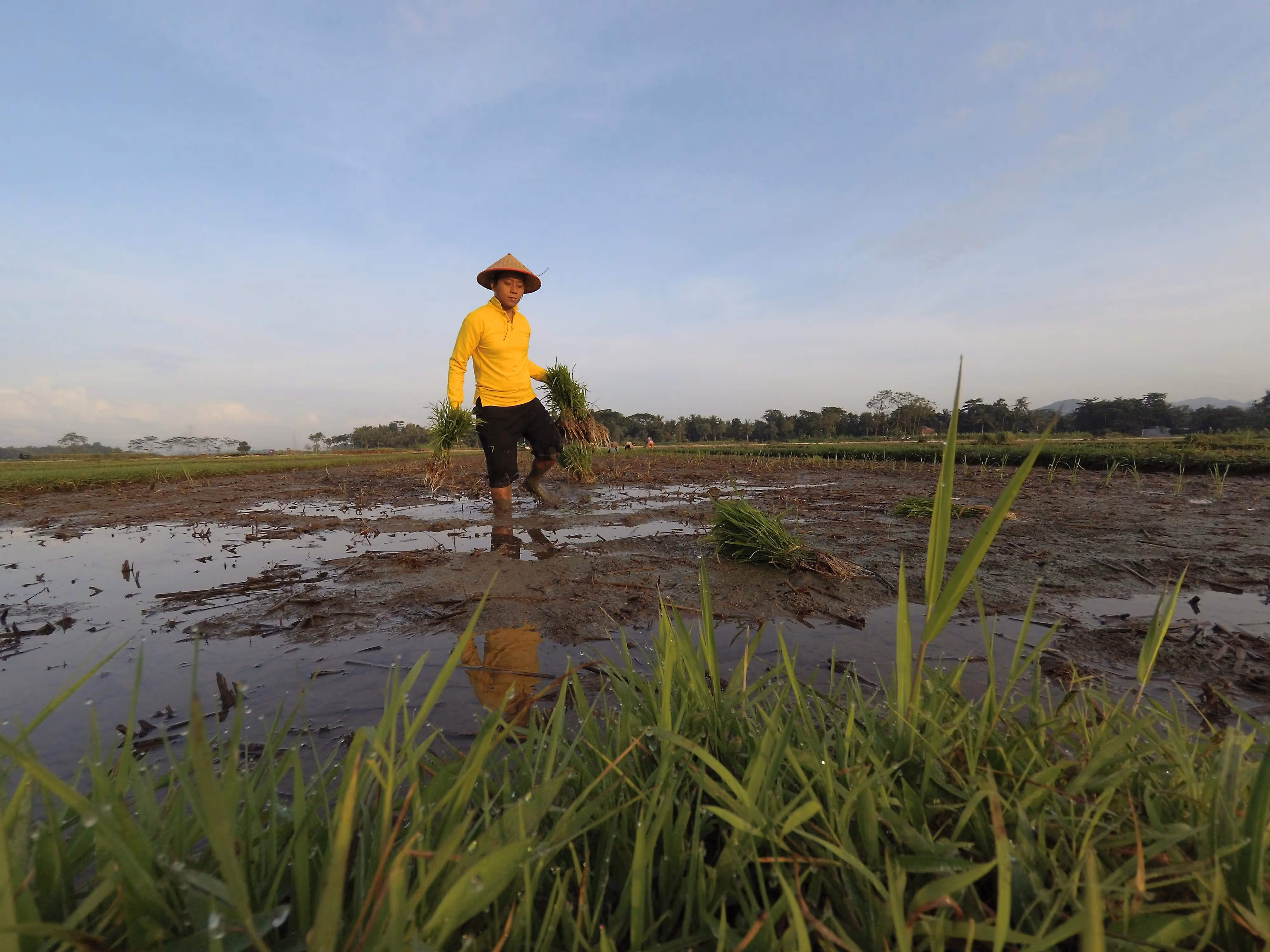 farmer walking in mud in paddy field