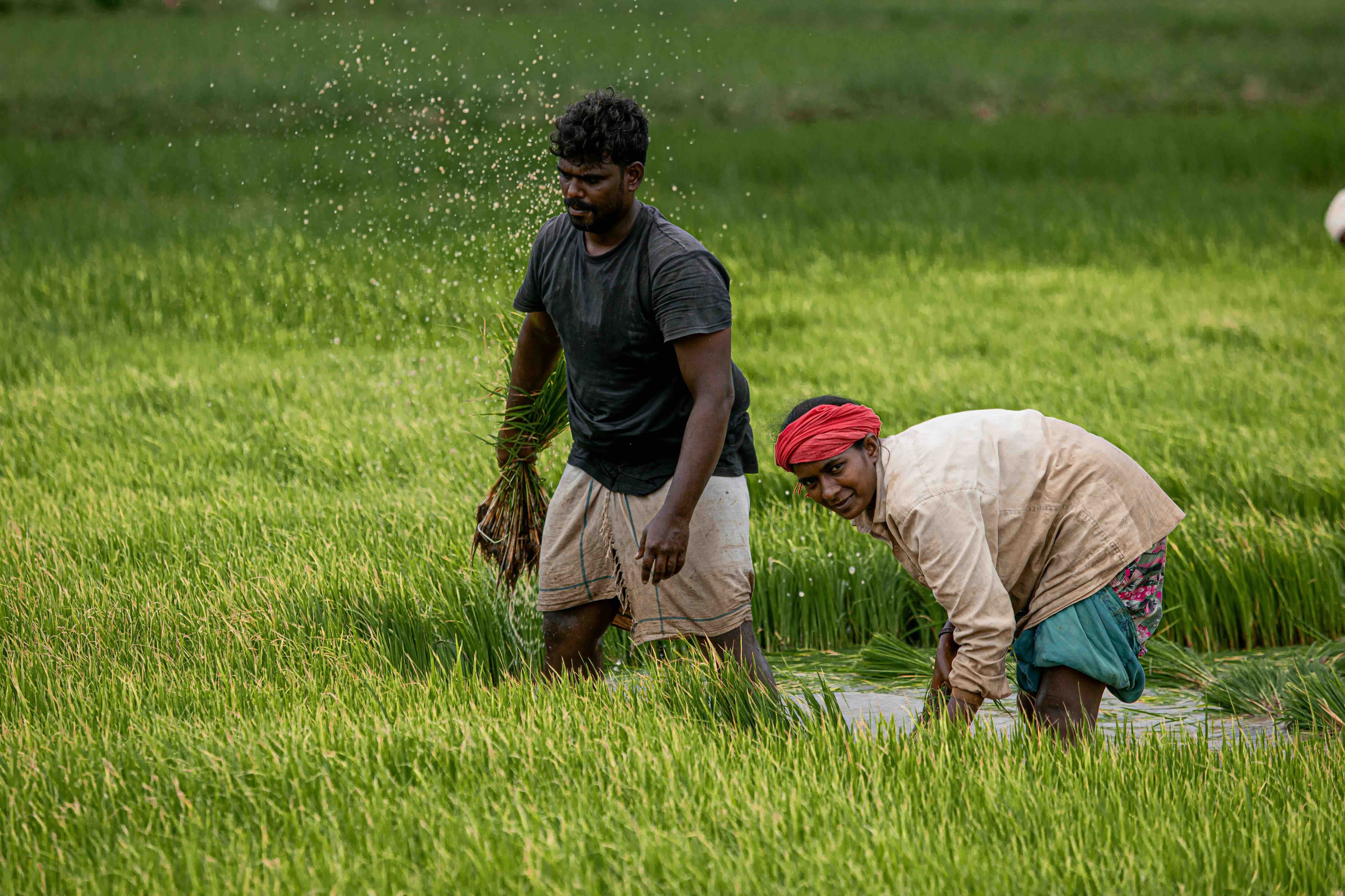 Two farmers working in a green rice paddy field, one holding rice seedlings and the other bent over in waterlogged soil.