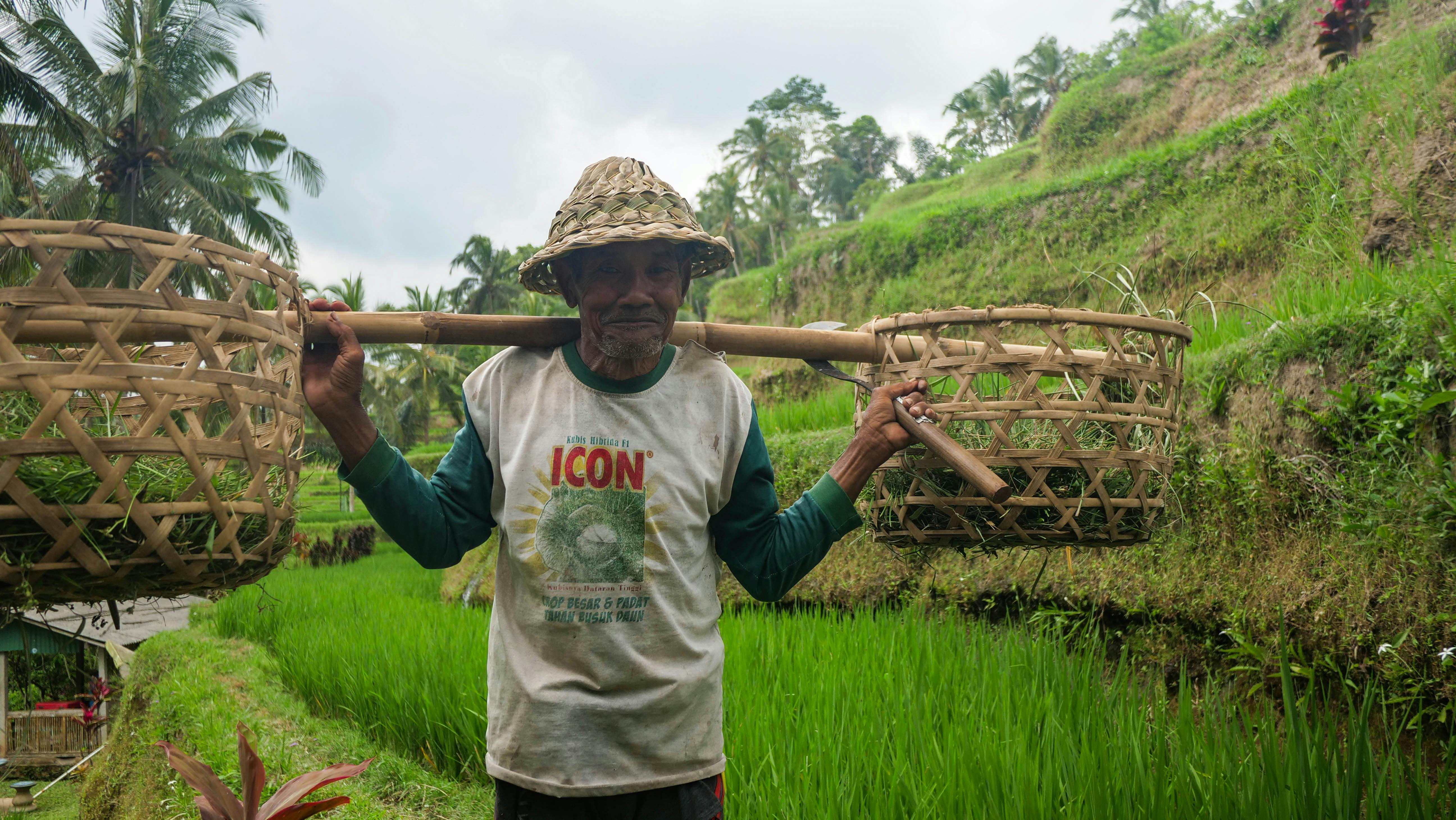 Elderly farmer wearing a woven hat carrying two large wicker baskets on a yoke over his shoulders in a green rice terrace field.